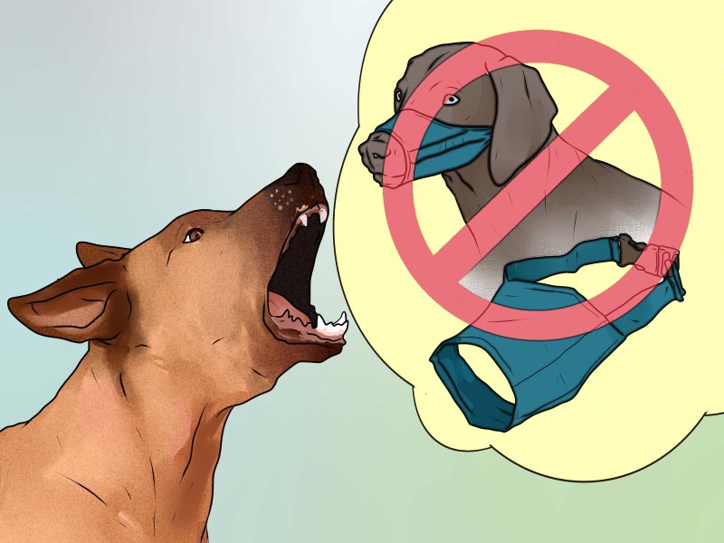 How to stop territorial Barking