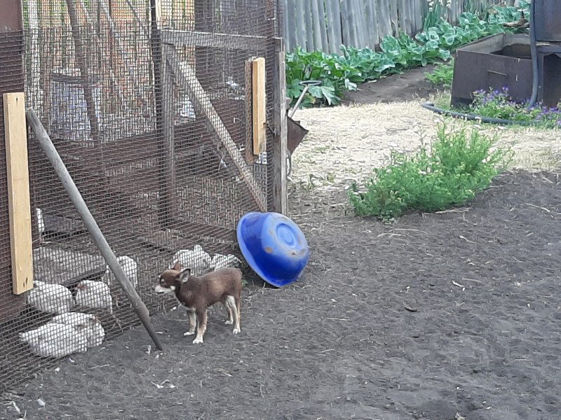 Собакам запрещено лаять