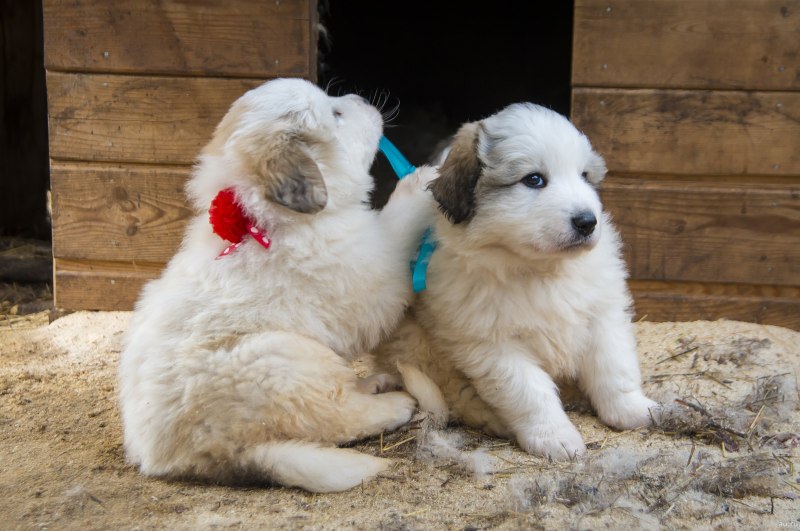 Great Pyrenees порода собак
