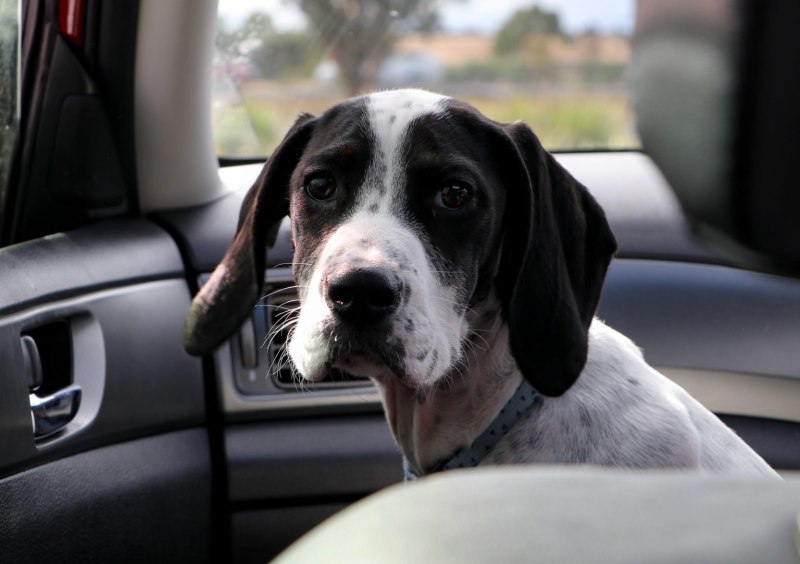Dog fixed Dog
