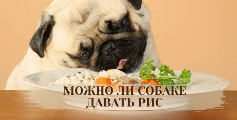 Еда для животных