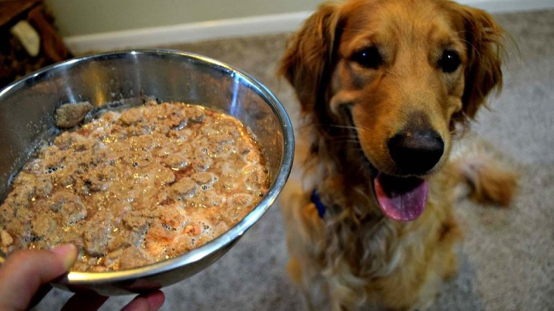 Кормление собак кашами