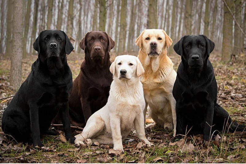 Лабрадор Retriever