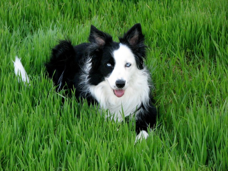 Бордер колли Blue Merle