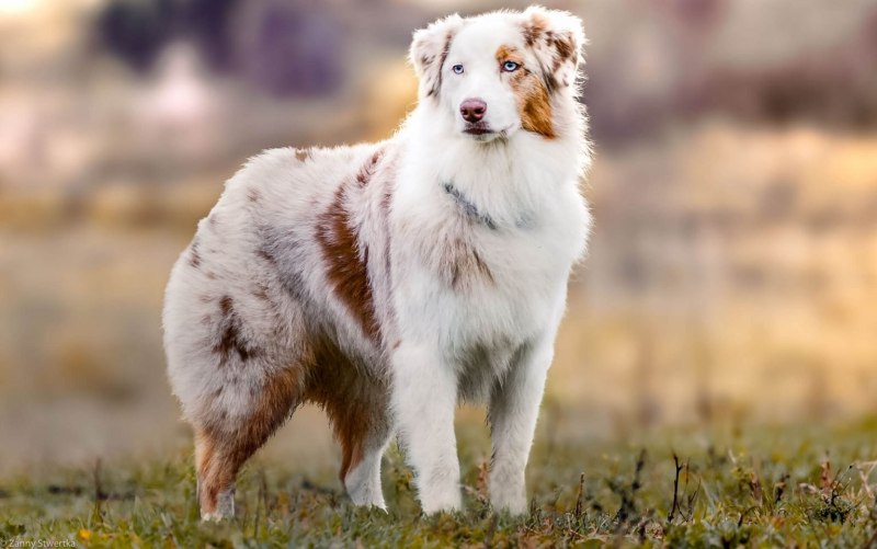 Бордер колли белый