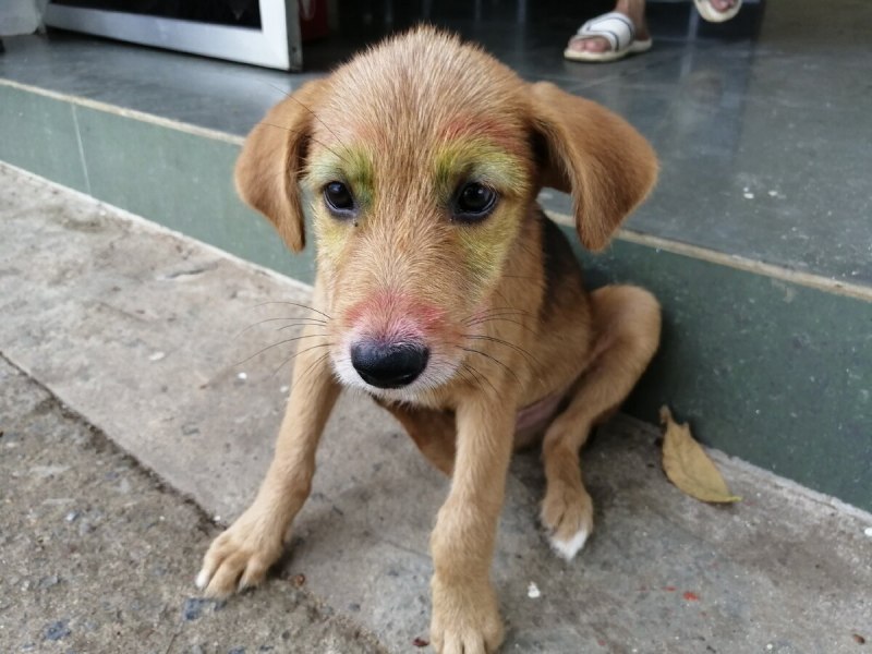 Bark собака