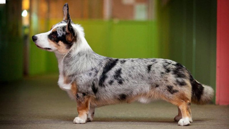 Вельш корги кардиган окрасы