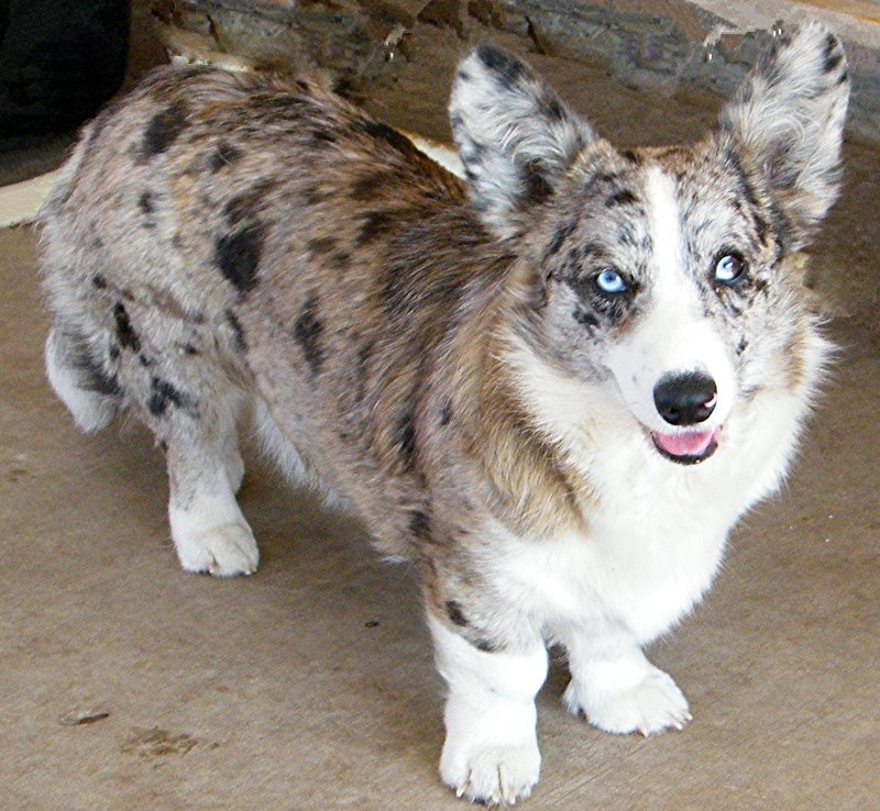 Вельш корги кардиган мраморный