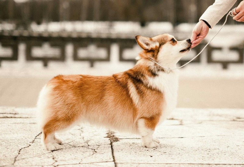 Вельш корги пемброк чемпионы