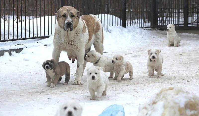 Кобель САО