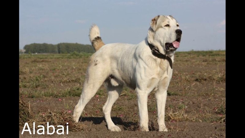 Щенки САО 1 месяц фото
