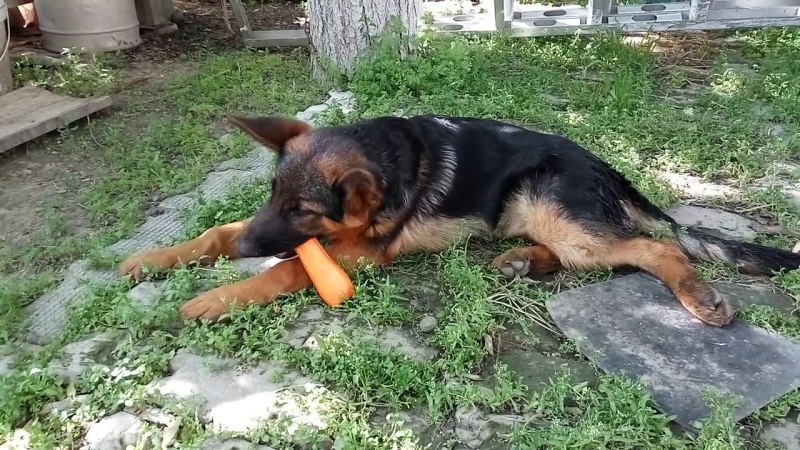 Сухой корм Eukanuba German Shepherd для взрослых собак немецкая овчарка