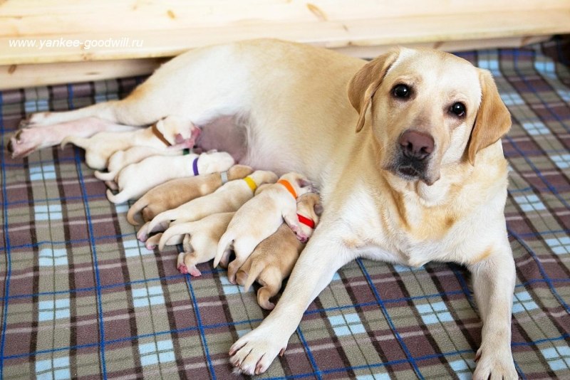 Лабрадор Retriever