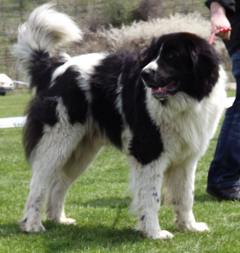 Karakachan or Bulgarian Sheep (Shepherd) Dog