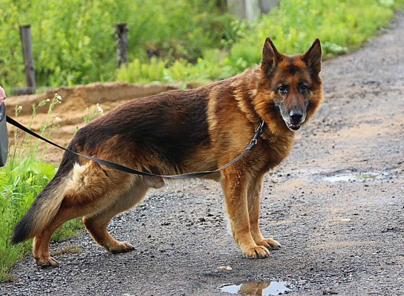 Марик овчарка