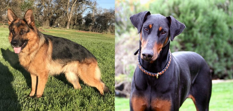 Doberman vs немецкая овчарка