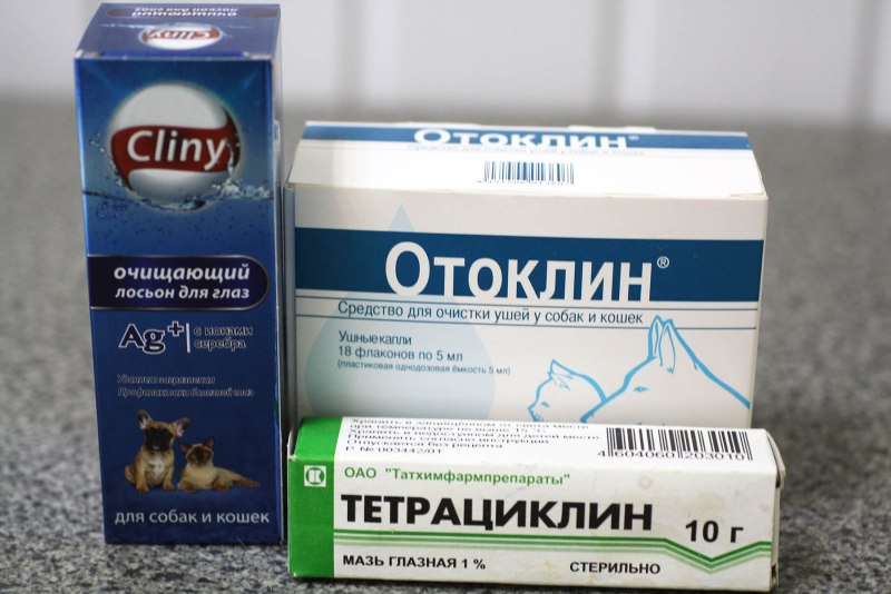 Чума плотоядных животных