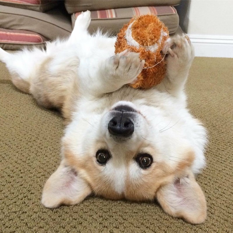 Милота собачки