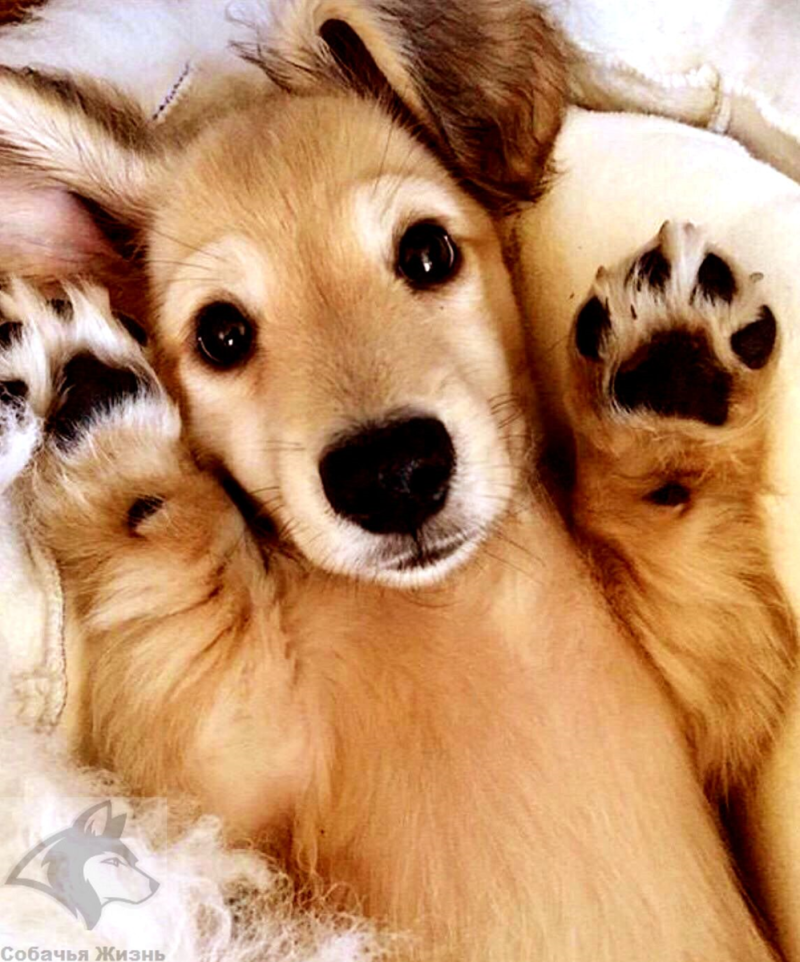 Милота животные