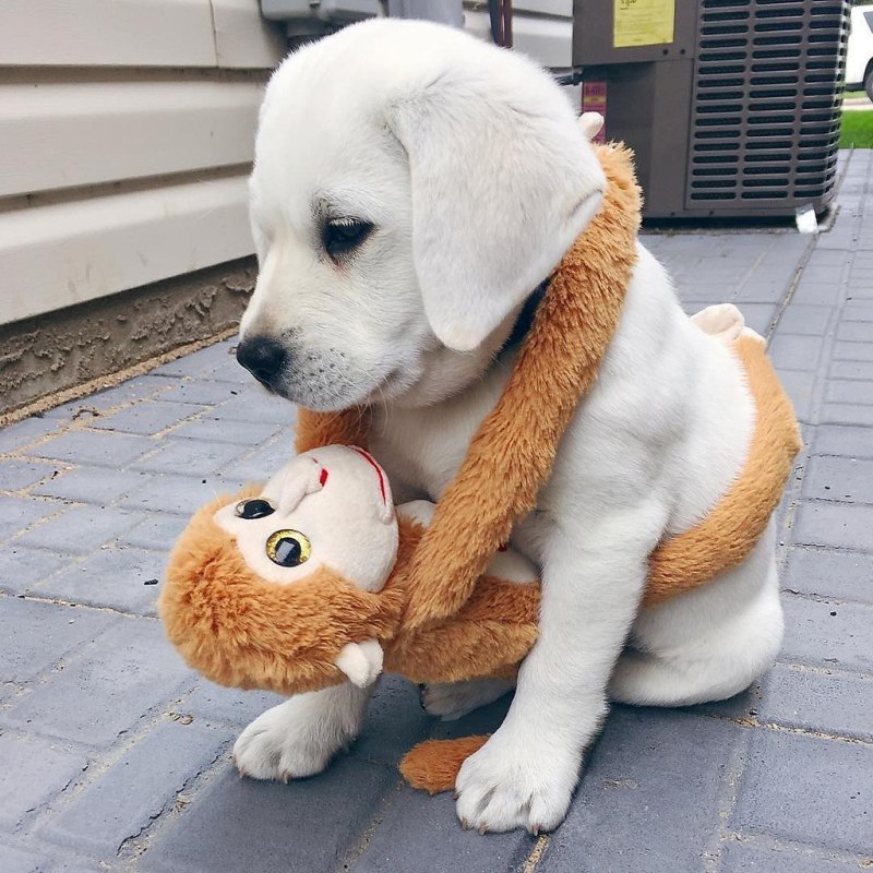 Игрушка для собак