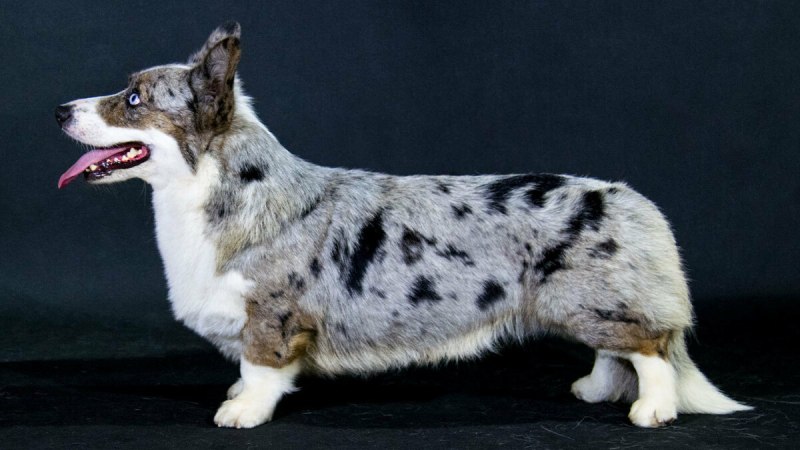 Вельш корги кардиган Блю Мерль