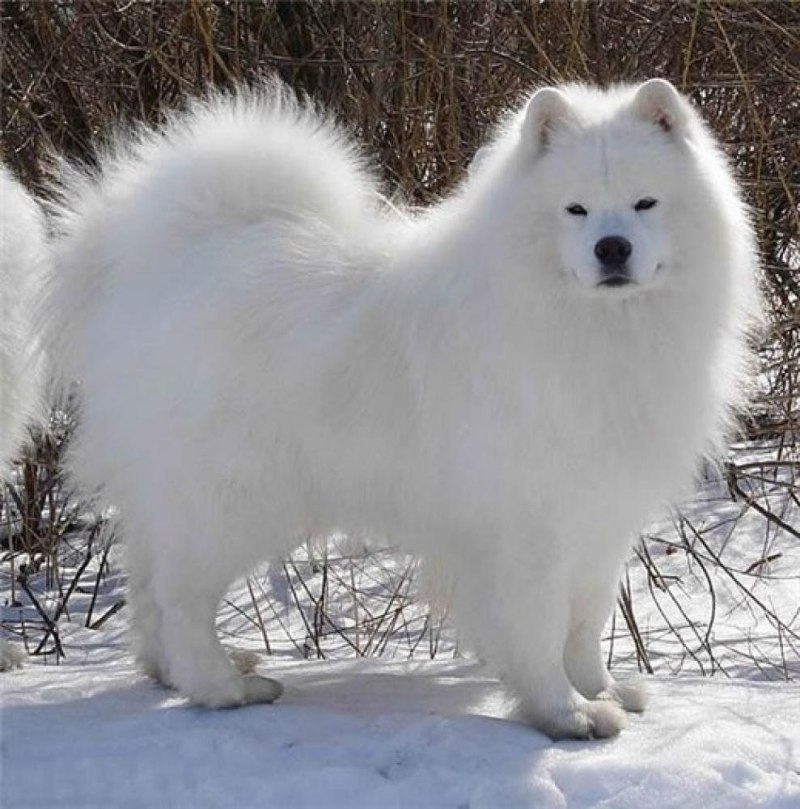 Саамская лайка