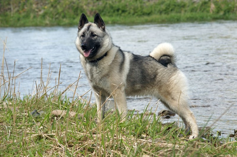 Лайка элкхаунд
