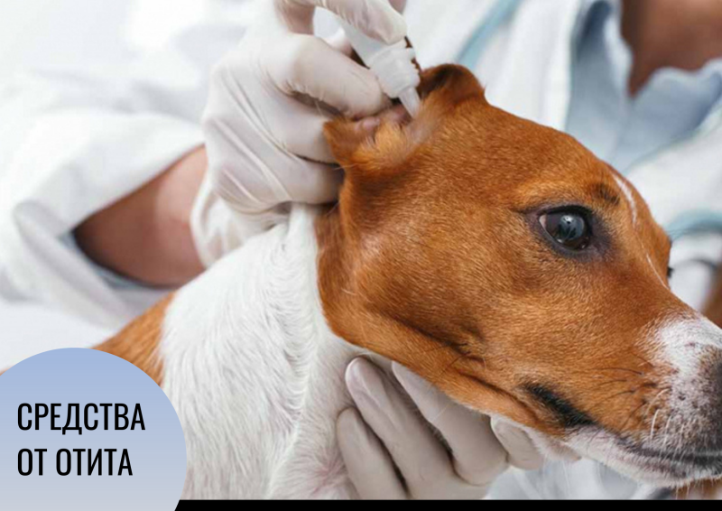 Собака встряхивает ушами