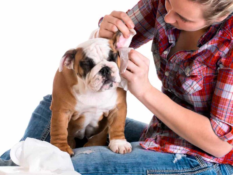 Otodectosis in Cats causes signs and treatments