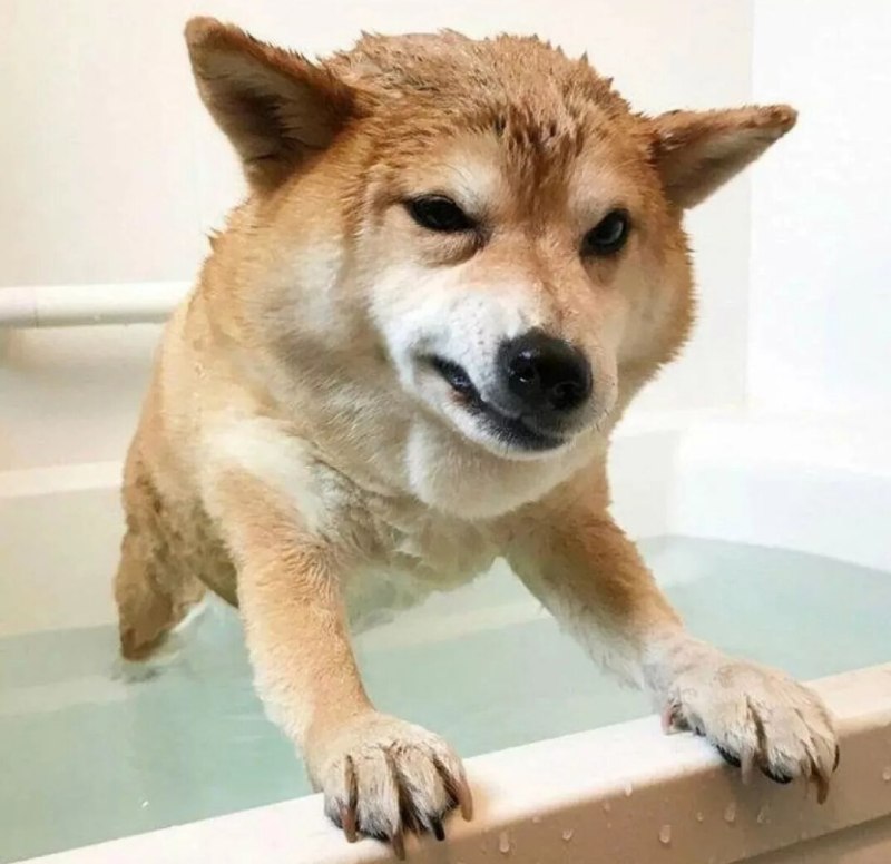 Сиба ину эмоции