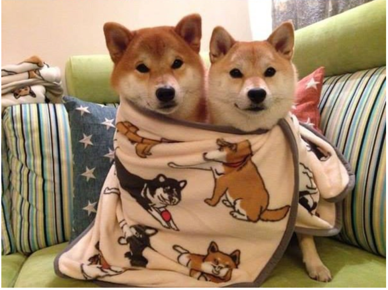 Сиба ину тигровая