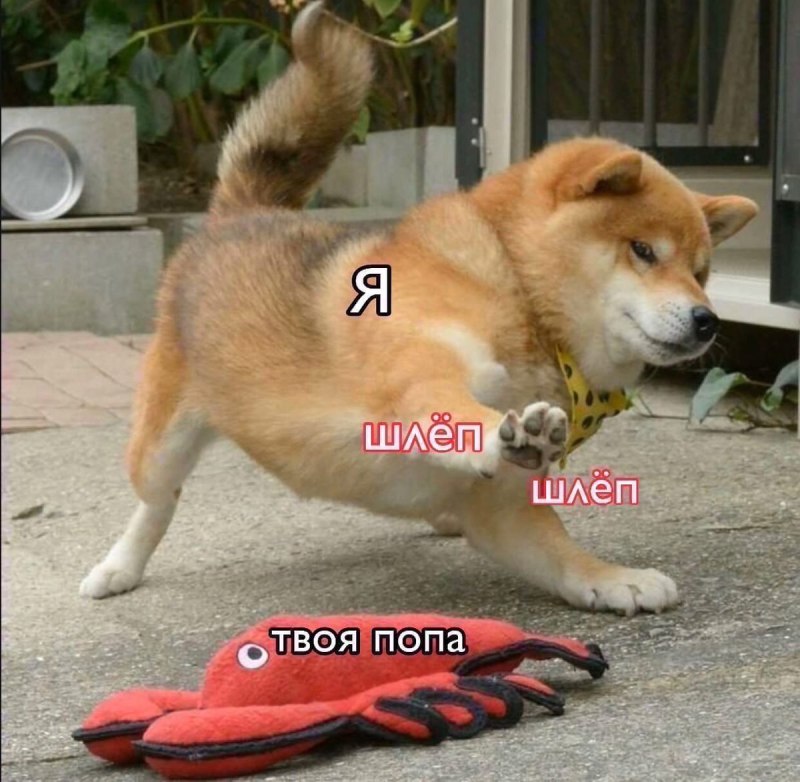 Сиба ину аджилити
