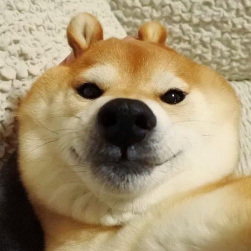 Сиба-ину Doge Мем