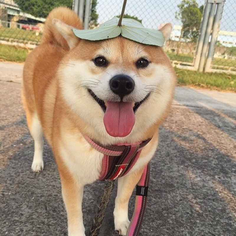 Сиба ину милые