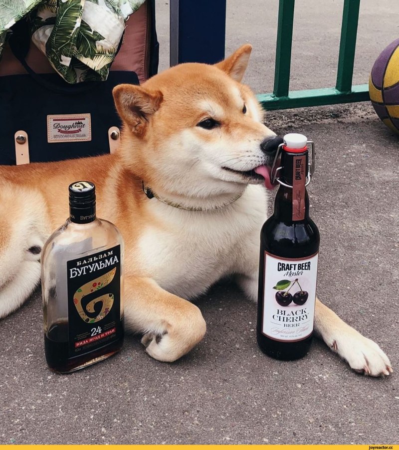 Сиба ину с пивом