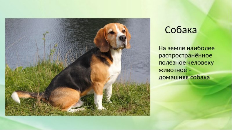Экспресс линька корги