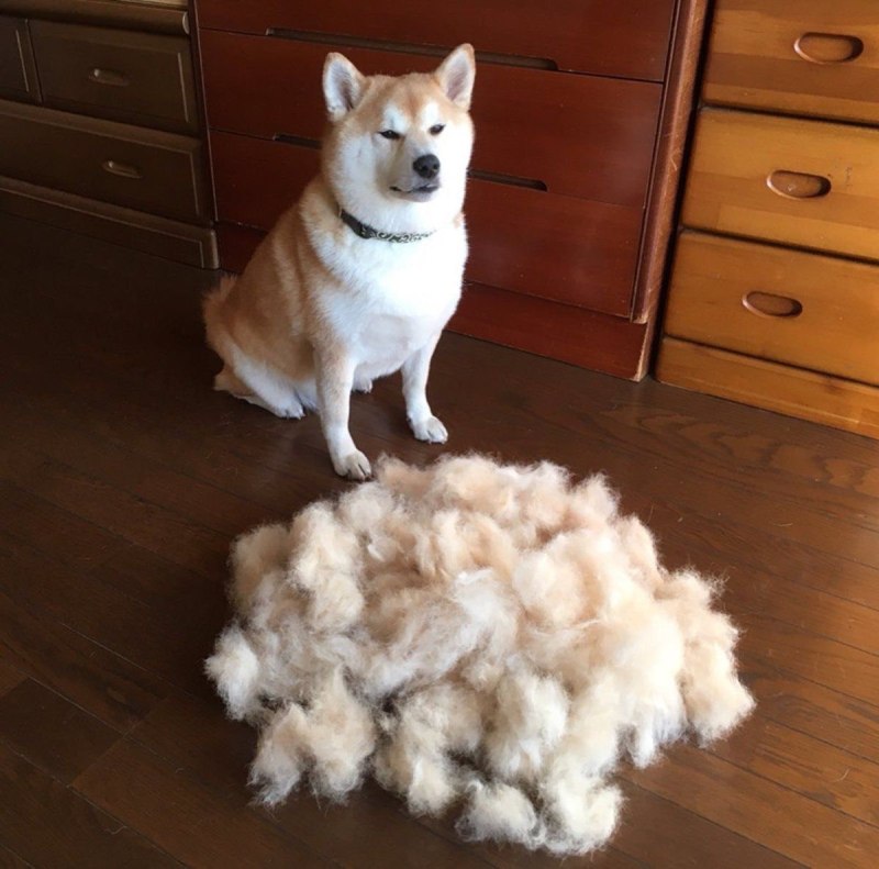 Мопс линяет