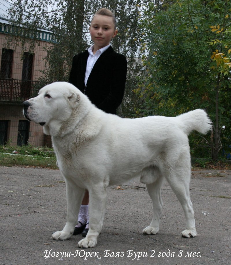 САО алабай