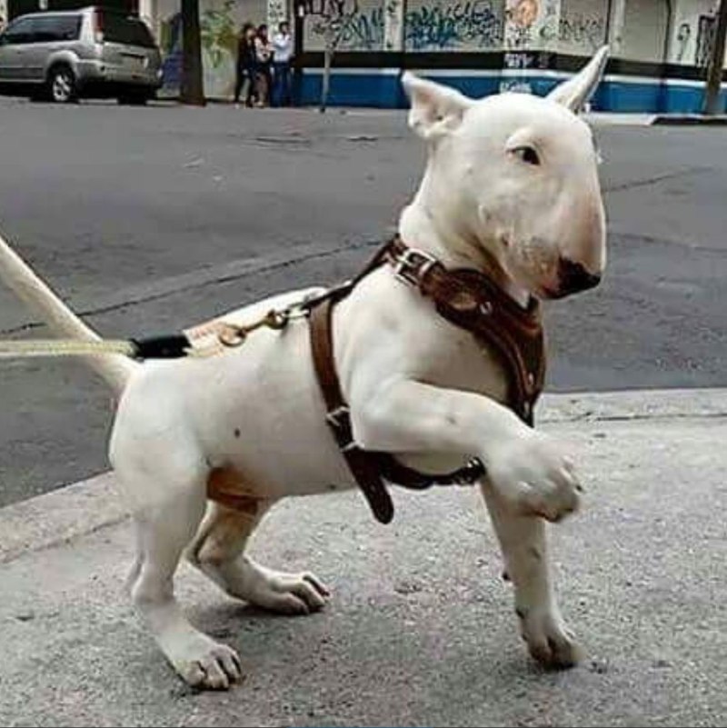 Бультерьер на поводке