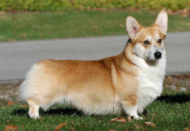 Вельш корги рыжий