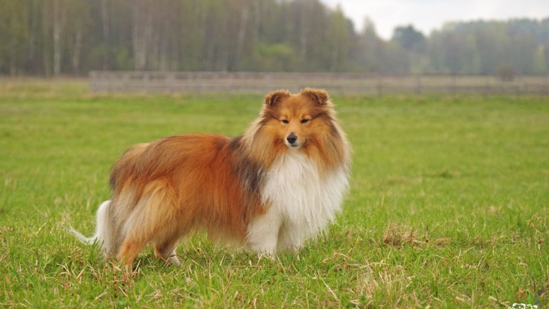 Колли собака