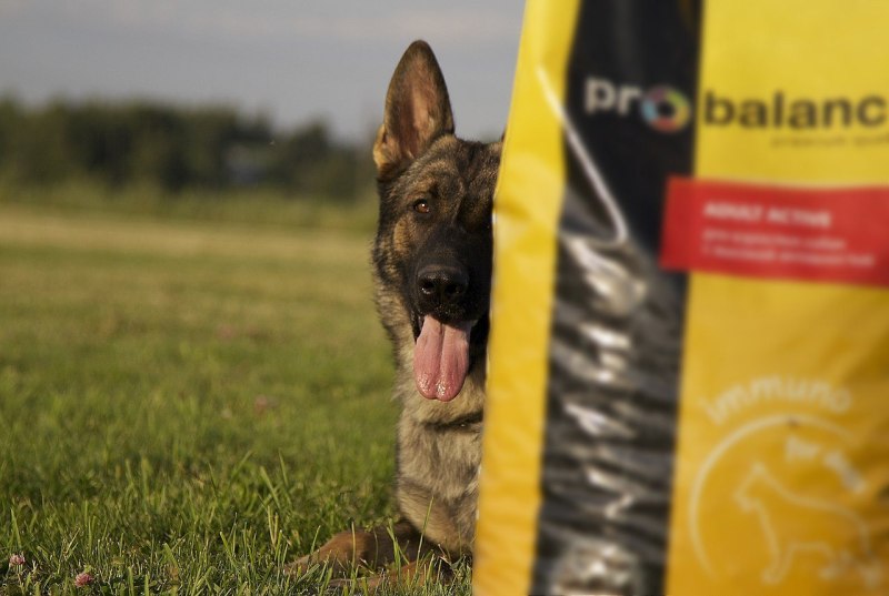 Корм Royal Canin сухой для собак German Shepherd Adult (немецкая овчарка Эдалт)