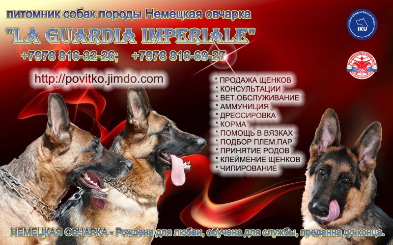 Собака немецкая овчарка кобель 5 месяцев