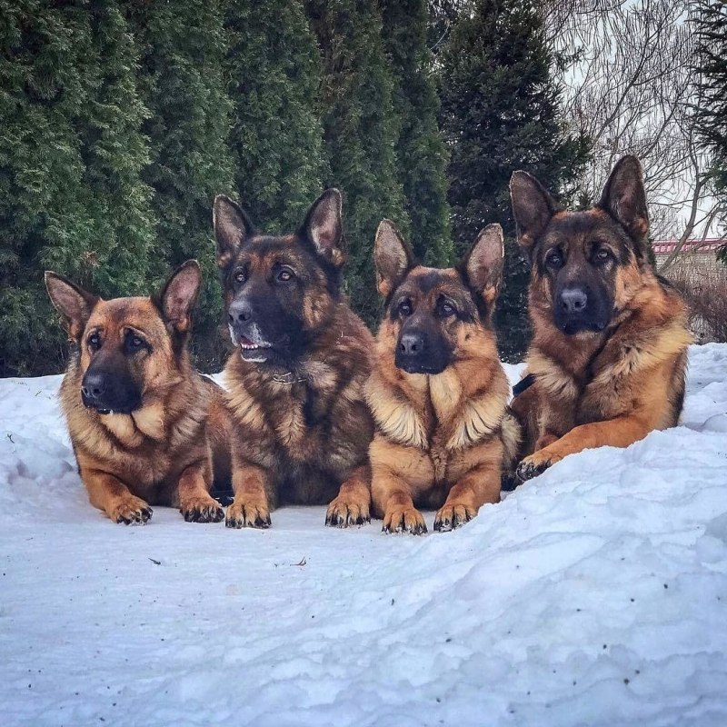 Три овчарки