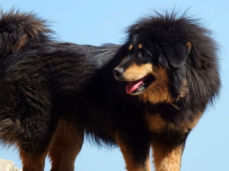Альпийский мастиф (Alpine Mastiff)