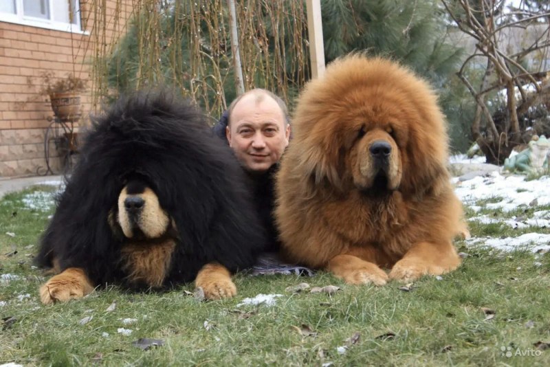 Тибетский мастиф