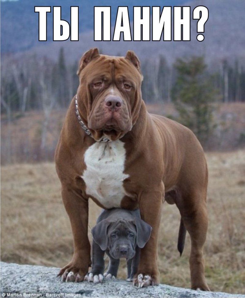 Стаффордширский терьер Халк