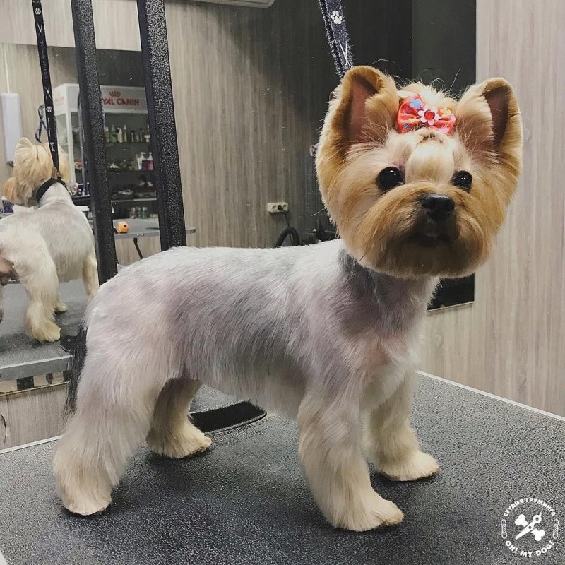Стрижка корейка для Йорка девочки