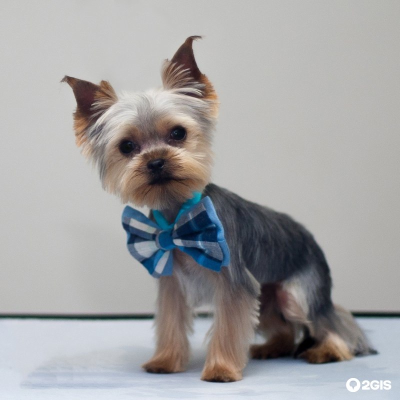Стрижки Yorkshire Terrier