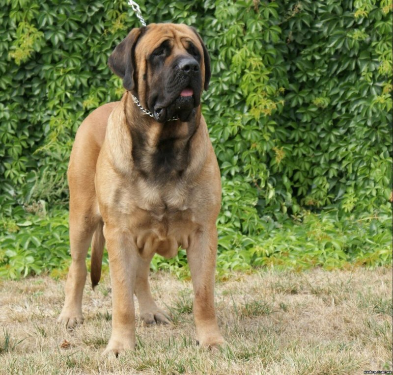 Бельгийский мастиф
